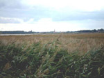 Biomasseernte auf wiedervernässtem Niedermoor (Dahms, T.)