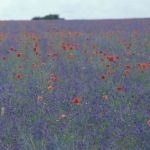 Schutzwürdige Ackerflächen (Author)