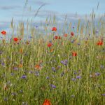 Schutzwürdige Ackerflächen (Author)