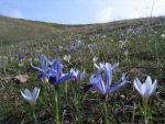 Blooming crocus  in the Caucasus, Azerbaijan (Manthey, M.)