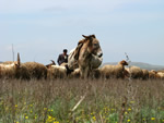 Grazing cattle in Azerbaijan (Etzold, J.)